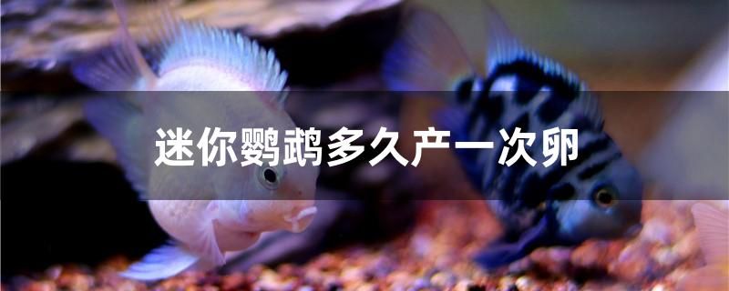 迷你鸚鵡多久產一次卵