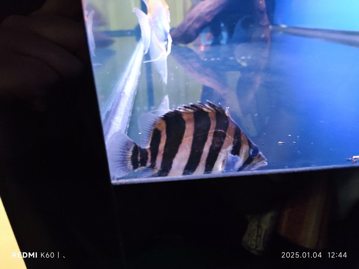 小伙伴入缸，膽小躲在角落，巡缸虎來打了個招呼就走了，體色滿意，不知能明多久