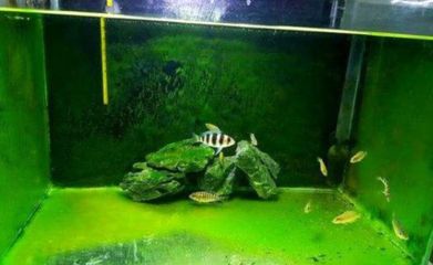 觀賞性金龍魚怎么養 觀賞性金龍魚怎么養 龍魚百科 第2張