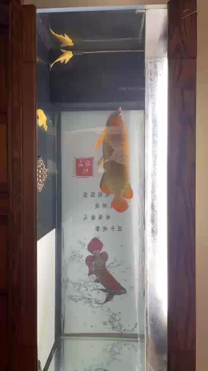 養魚養??