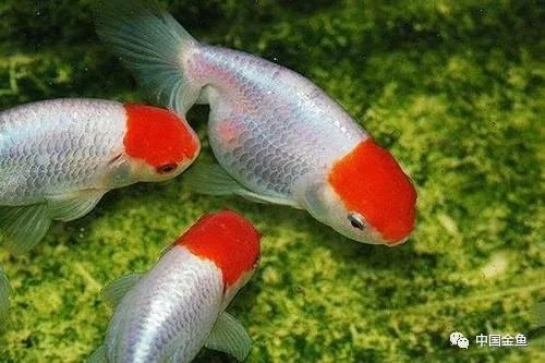 金龍魚(yú)幼魚(yú)維生素補(bǔ)充指南：金龍魚(yú)幼魚(yú)的維生素補(bǔ)充方式