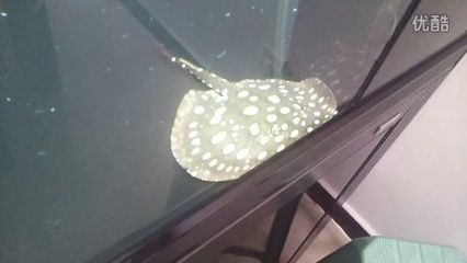 魟魚突然亂竄：魟魚突然亂竄可能由多種原因引起
