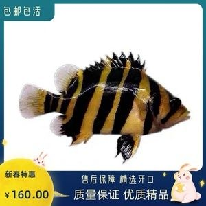 小虎魚苗喂什么好養(yǎng)：小虎魚苗喂養(yǎng)指南