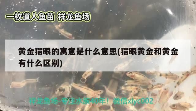 黃金貓眼的寓意是什么意思(貓眼黃金和黃金有什么區別)