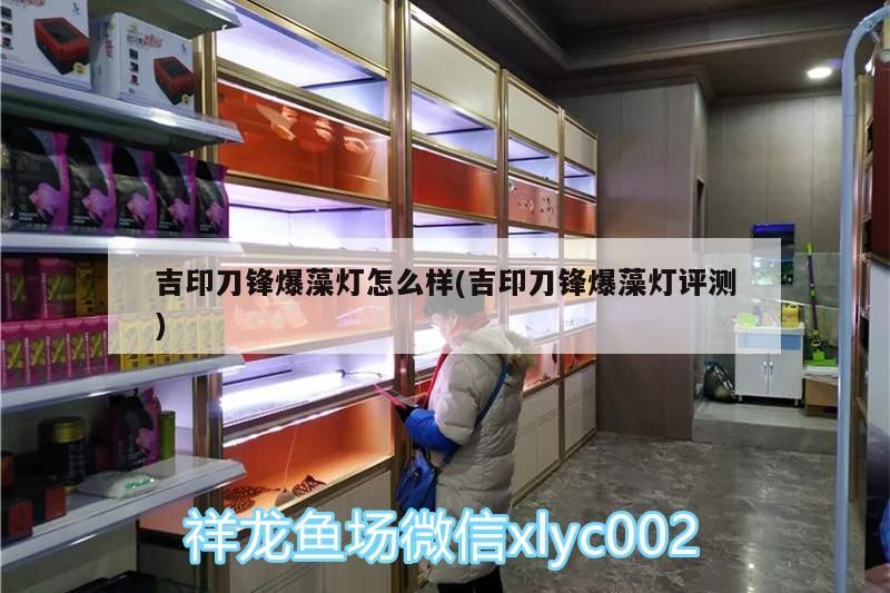 吉印刀鋒爆藻燈怎么樣(吉印刀鋒爆藻燈評測)