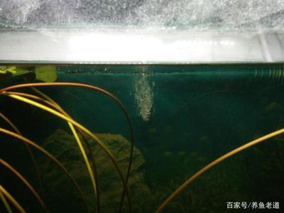 老魚匠變頻加熱器說明書（老魚匠變頻加熱棒設置方法）