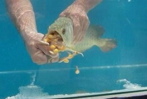 龍魚不吃魚飼料怎么辦vs祥龍魚場：龍魚不吃魚飼料怎么辦 龍魚不吃魚飼料怎么辦vs祥龍魚場：龍魚不吃魚飼料怎么辦 vs祥龍魚場 第3張