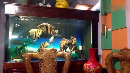 虎魚(yú)趁缸：虎魚(yú)為什么會(huì)蹭缸？