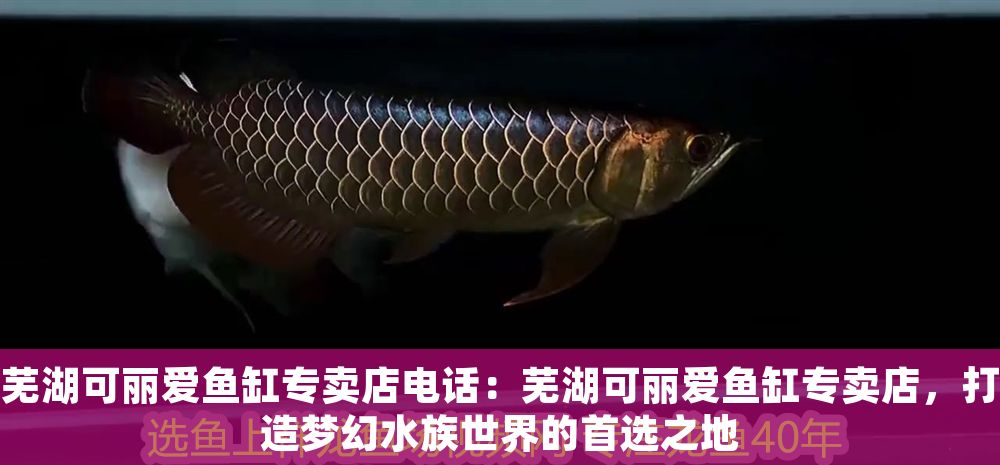 蕪湖可麗愛魚缸專賣店電話：蕪湖可麗愛魚缸專賣店，打造夢幻水族世界的首選之地