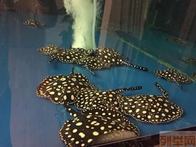皇冠黑白魟魚的特征:皇冠黑白魟魚的一些主要特征 魟魚百科 第2張 皇冠黑白魟魚的特征:皇冠黑白魟魚的一些主要特征 皇冠黑白魟魚的特征:皇冠黑白魟魚的一些主要特征 魟魚百科 第2張