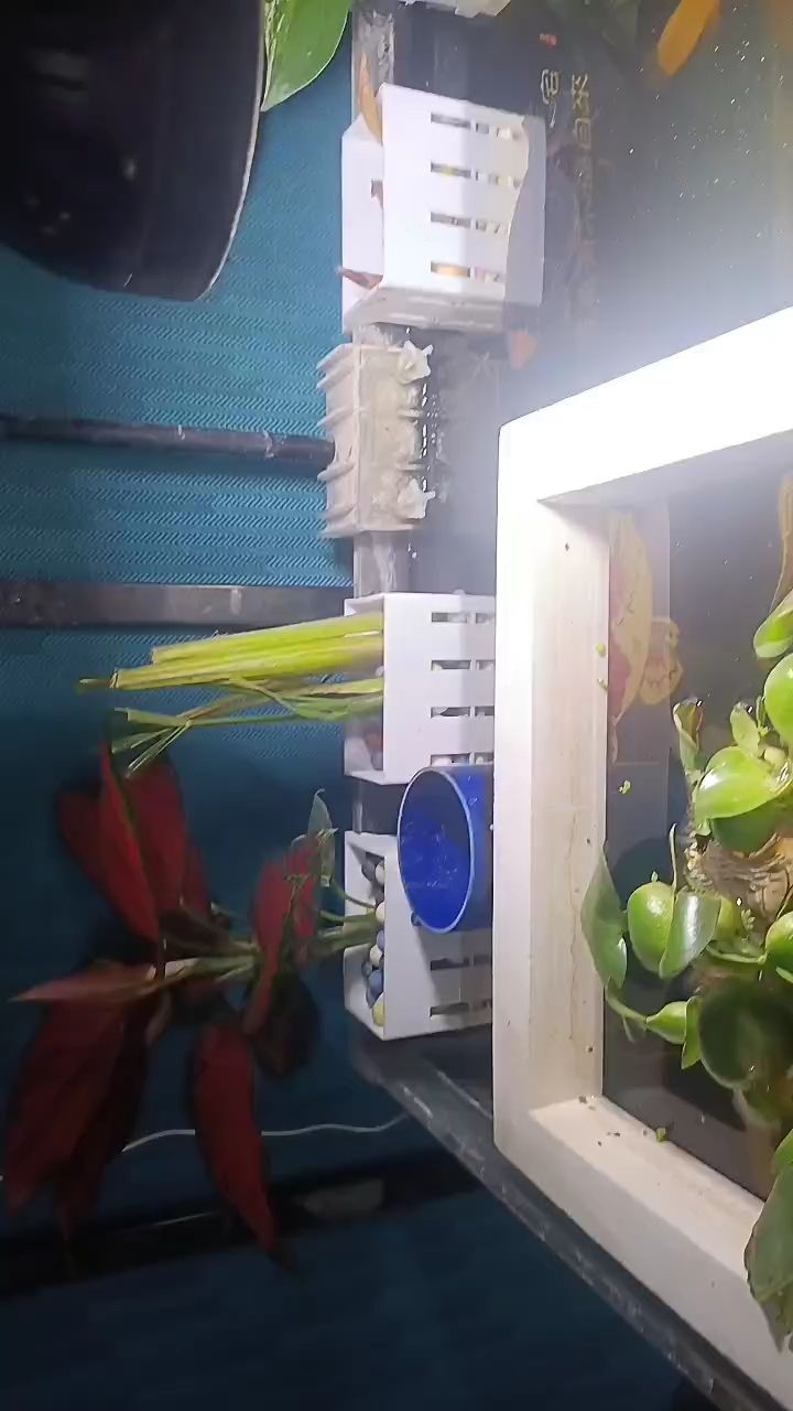 沼澤缸會是什么效果呢