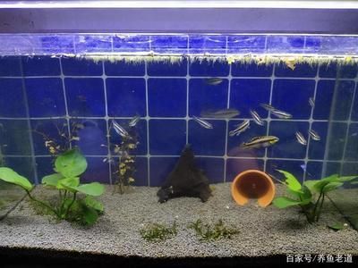 魚缸晚上開燈好還是關燈好 養魚老道，夜間照明對魚的影響如何模擬自然光照周期養魚的方法