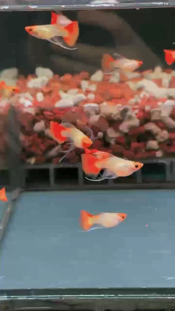 紅頭玻璃貓大c孔雀魚#孔雀魚#高端孔雀魚#稀有孔雀魚 紅頭玻璃貓大c孔雀魚#孔雀魚#高端孔雀魚#稀有孔雀魚 龍魚論壇