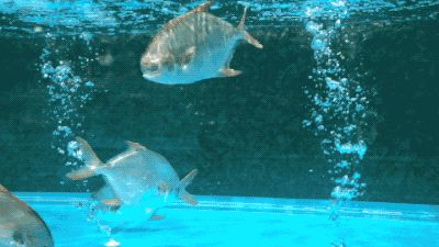 3d水族館動態壁紙TV版（3d水族館動態壁紙tv版）