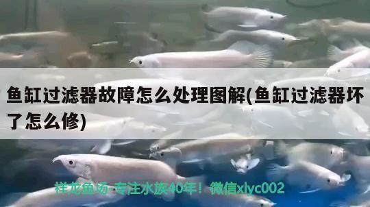 魚缸過濾器故障怎么處理圖解(魚缸過濾器壞了怎么修)
