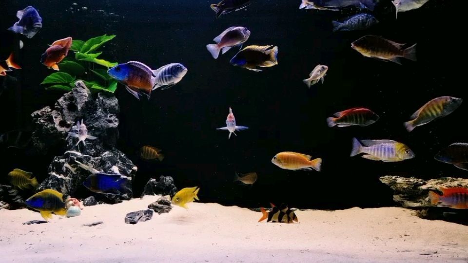 金華市婺城區愛佳水族用品店 金華市婺城區愛佳水族用品店 全國水族館企業名錄 第2張