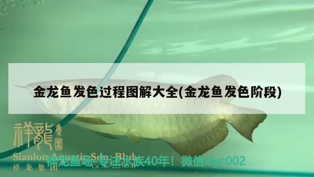 過背金龍魚多久發色正常圖片：過背金龍魚發色過程對比圖過背金龍魚發色過程對比圖