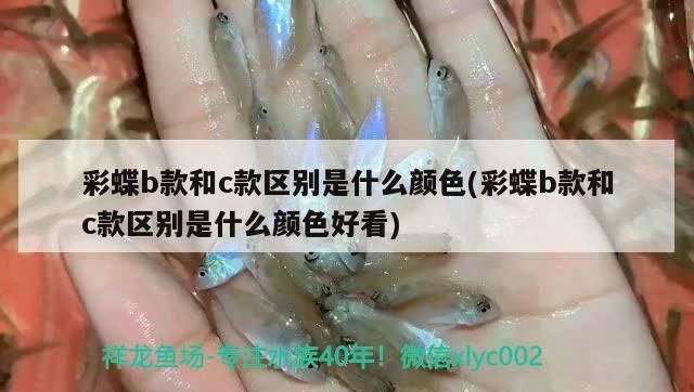 雷龍魚和戰(zhàn)船能一起養(yǎng)嗎（不動游星卡組）