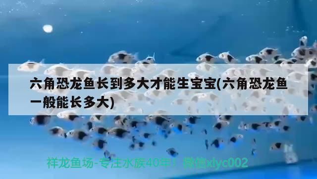 雷龍魚和戰(zhàn)船能一起養(yǎng)嗎（不動游星卡組）