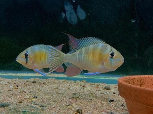高檔龍魚缸鋪底怎么鋪，高檔龍魚缸鋪底技巧解析