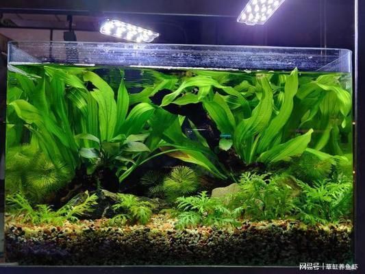 高檔龍魚缸鋪底怎么鋪，高檔龍魚缸鋪底技巧解析