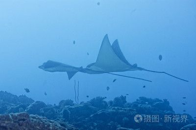 魟和蝠鲼：魟和蝠[需手動填充]和蝠鲼是兩種不同的海洋生物，它們在外形上有著明顯的區別