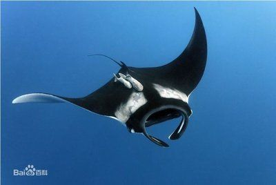 魟和蝠鲼：魟和蝠[需手動填充]和蝠鲼是兩種不同的海洋生物，它們在外形上有著明顯的區別