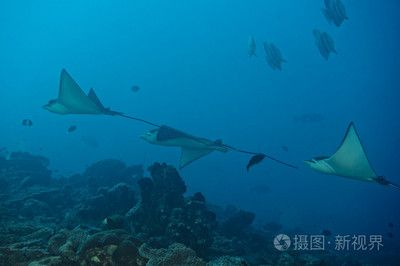 魟和蝠鲼：魟和蝠[需手動填充]和蝠鲼是兩種不同的海洋生物，它們在外形上有著明顯的區別