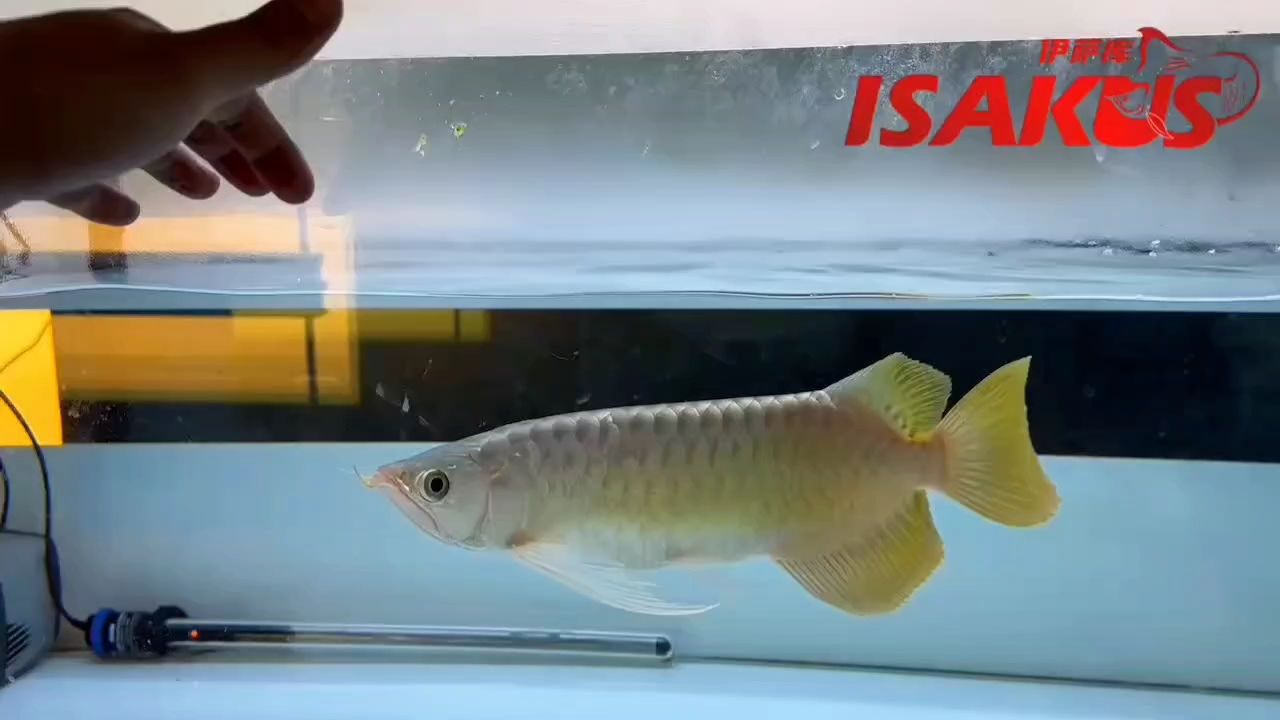 火焰尾級