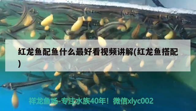 紅龍魚配魚什么最好看視頻講解(紅龍魚搭配)