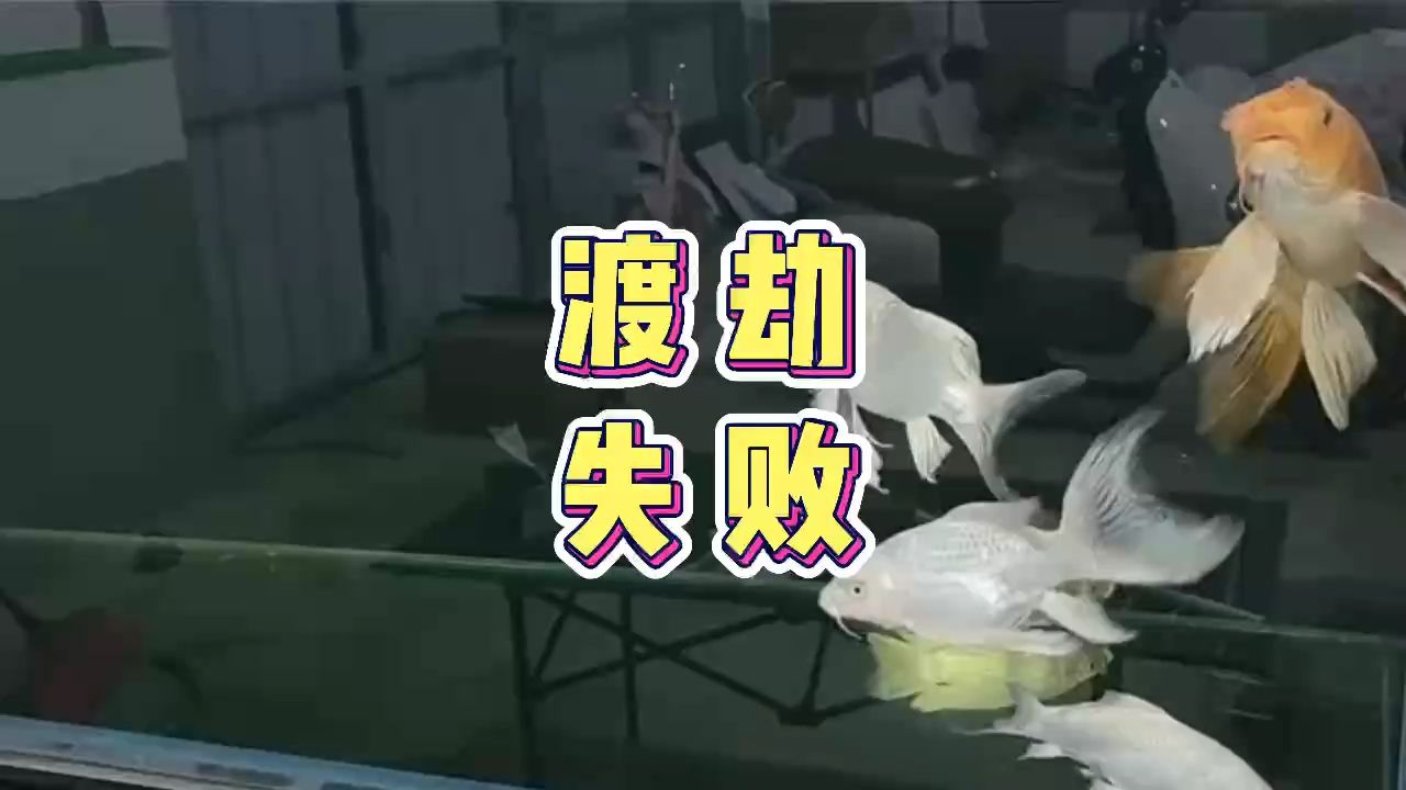 蝴蝶鯉渡劫失敗