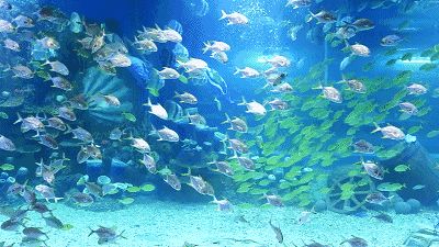 真正的水族館動(dòng)態(tài)壁紙：水族館動(dòng)態(tài)壁紙