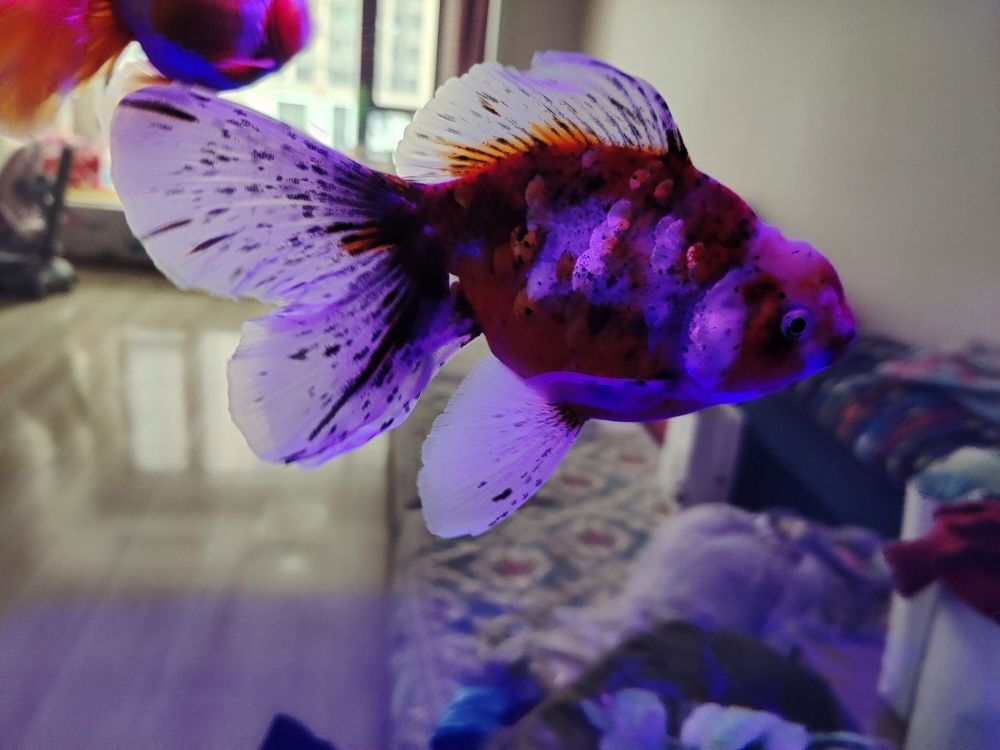 亳州賣魚缸的地方有哪些店鋪（亳州哪里有賣魚缸的）