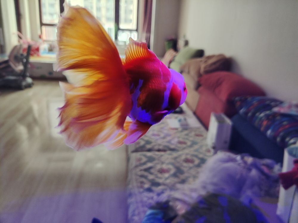 亳州賣魚缸的地方有哪些店鋪（亳州哪里有賣魚缸的）
