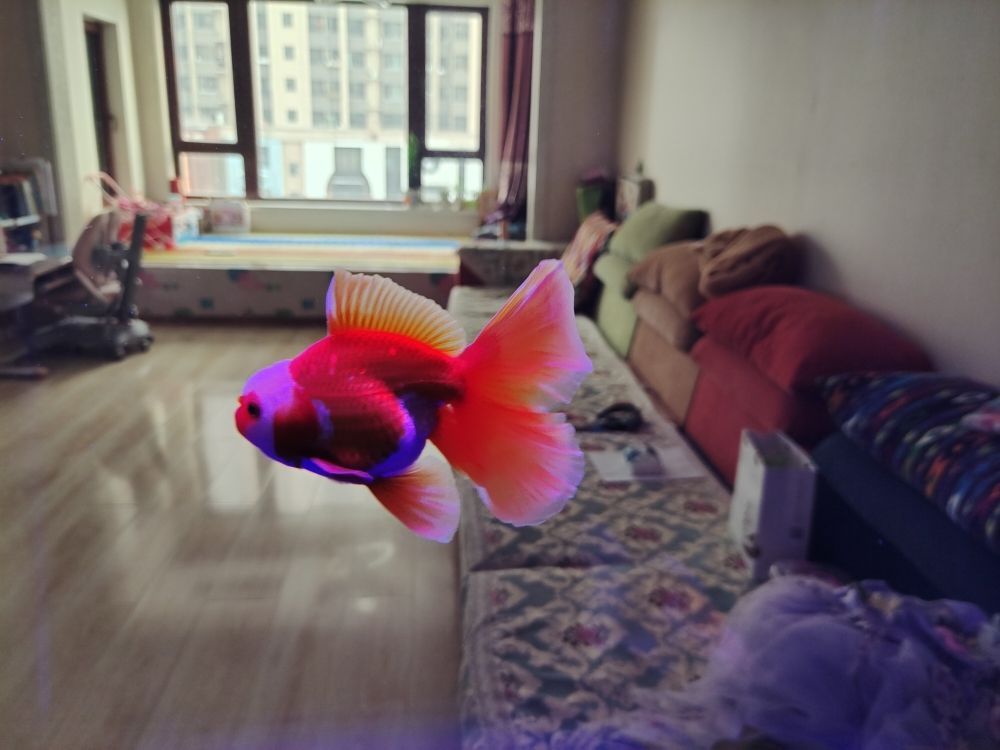 亳州賣魚缸的地方有哪些店鋪（亳州哪里有賣魚缸的）