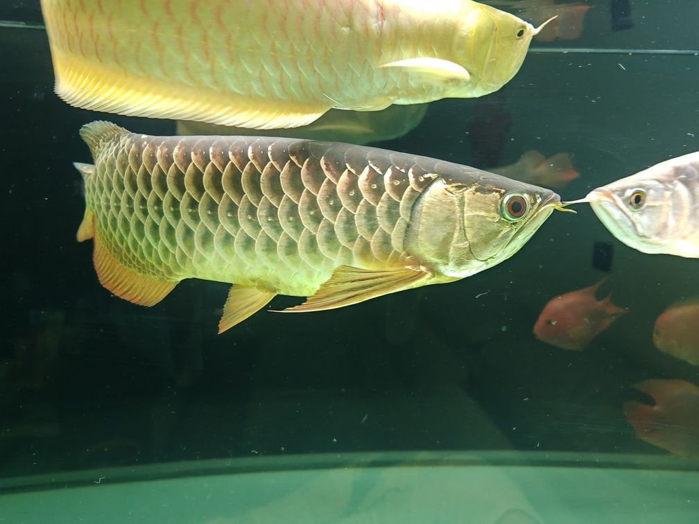 金龍不吃小魚是啥原因？