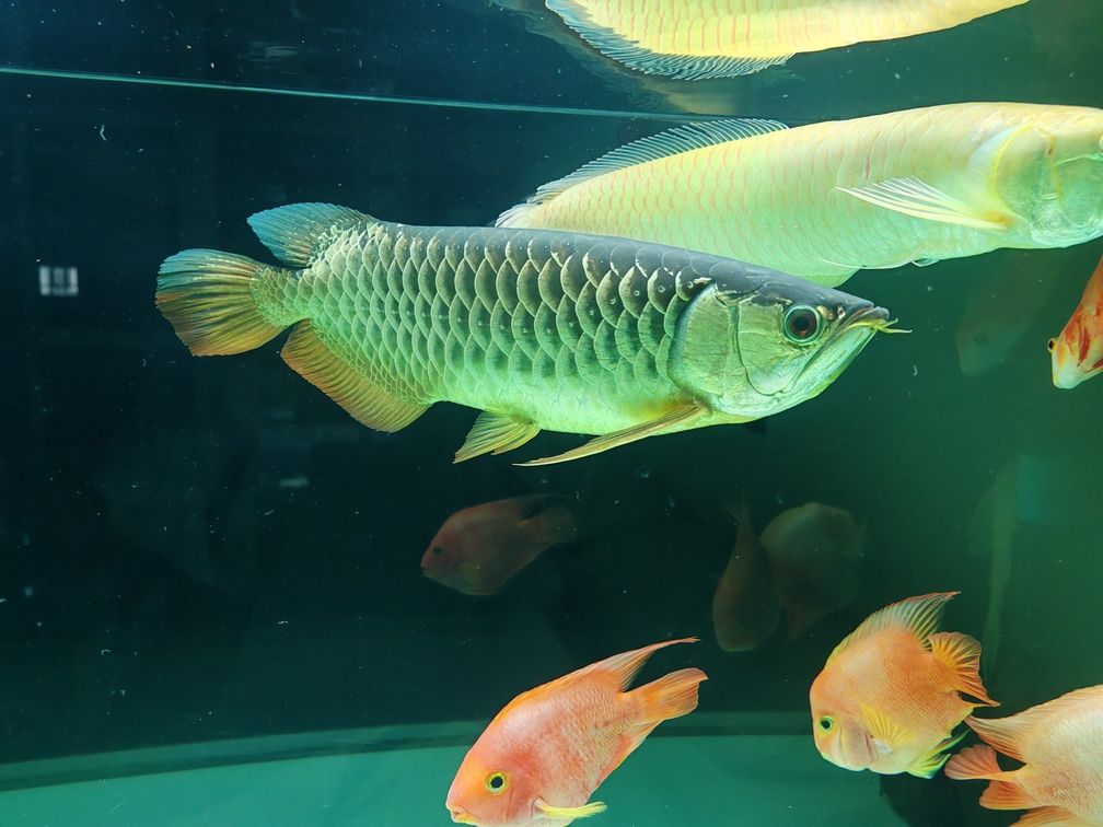 金龍不吃小魚是啥原因？