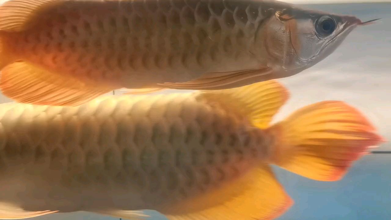 紅龍繁殖進行中 紅龍繁殖進行中 龍魚論壇