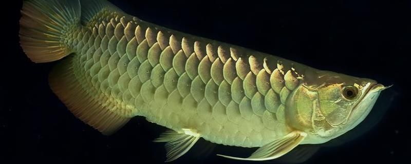 龍魚養(yǎng)殖技術(shù)vs祥龍魚場：龍魚養(yǎng)殖技術(shù)與祥龍魚場
