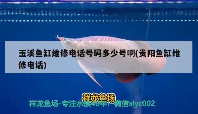 玉溪魚缸維修電話號碼多少號啊(貴陽魚缸維修電話)