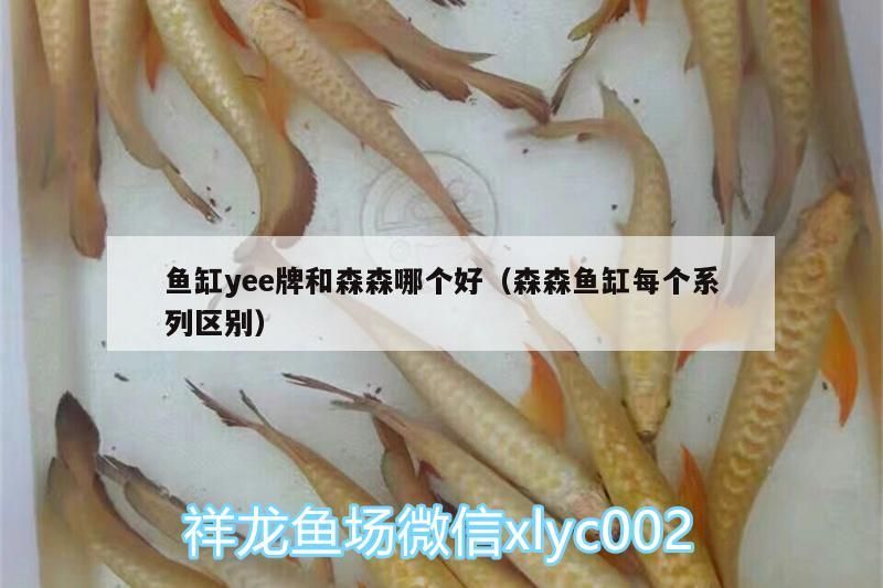 魚缸yee牌和森森哪個好（森森魚缸每個系列區別） 魚缸yee牌和森森哪個好（森森魚缸每個系列區別） yee