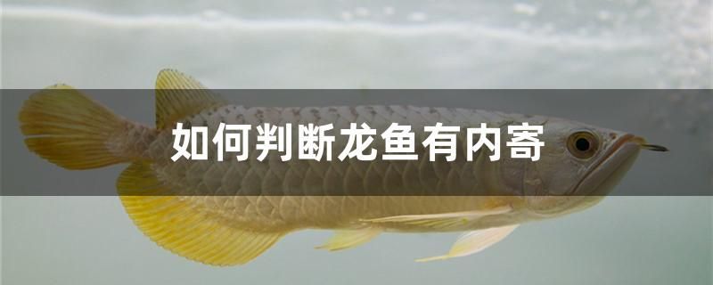 如何判斷龍魚有內(nèi)寄