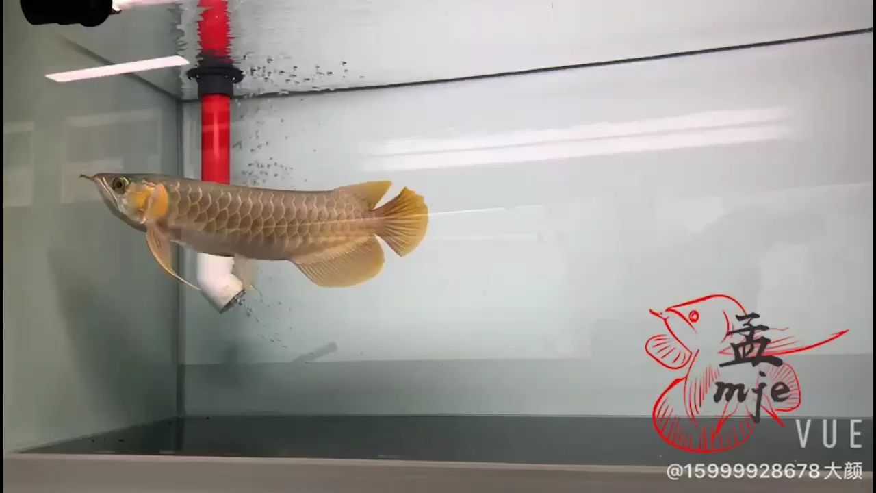 孟吉爾～萬吉炮頭大尾巴