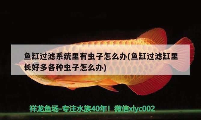 龍魚魚虱怎么治療vs祥龍魚場(chǎng)：龍魚魚虱怎么治療vs祥龍魚場(chǎng)龍魚魚虱的治療方法