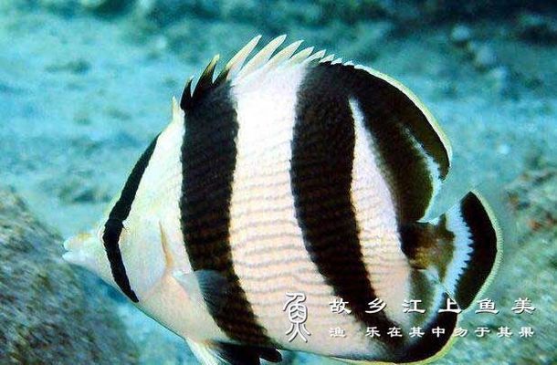 詳細閱讀:蝴蝶魚品種(蝴蝶魚的主要品種及其特征) 蝴蝶魚品種(蝴蝶魚的主要品種及其特征)