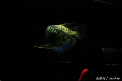 龍魚的選擇