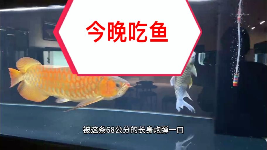 你家的魚會豎著游嗎？哈哈哈?? #萬隆天王紅龍 #大湖魚 #龍魚