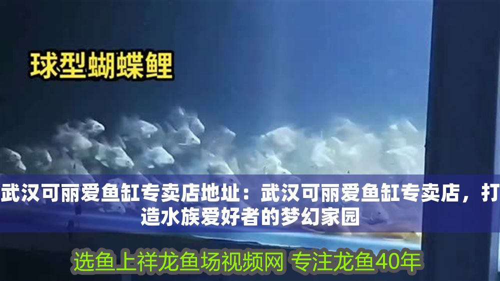武漢可麗愛魚缸專賣店地址：武漢可麗愛魚缸專賣店，打造水族愛好者的夢幻家園