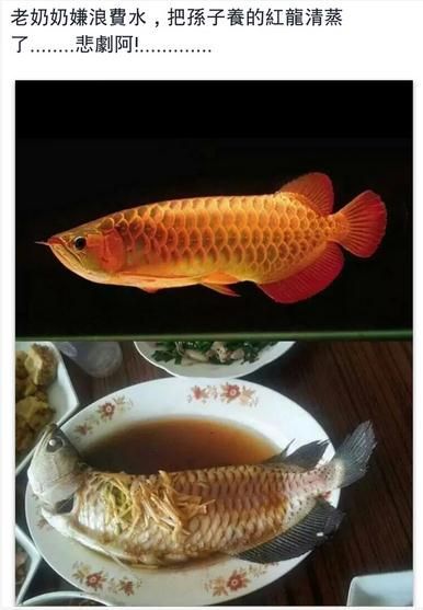 撫順水族館懷孕的魟魚能用速倍妥B1檢疫嘛？
