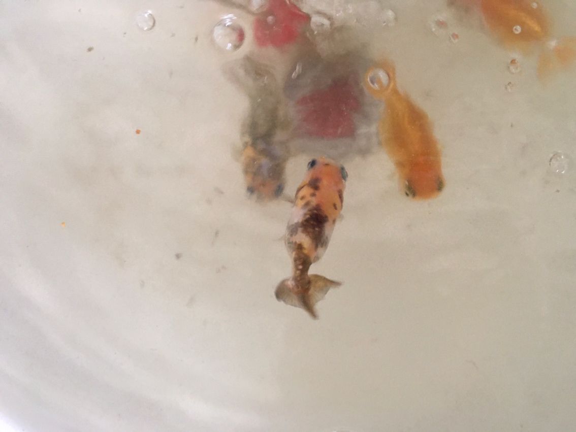 養魚沒有一帆風順之金魚浮背